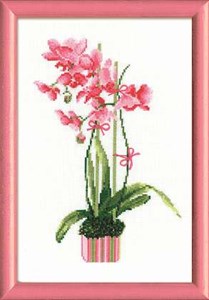 Изображение Розовая орхидея