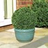 Изображение Искусственное растение Topiary Ball 30cm листья