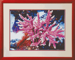 Изображение Кораллы