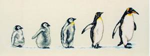 Изображение Пингвины в ряд (Penguins In A Row)