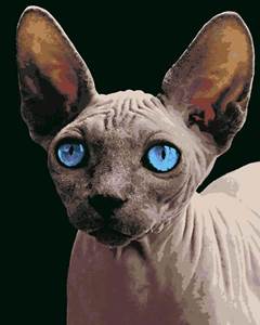 Изображение Сфинкс с голубыми глазами