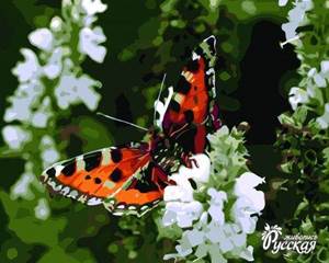 Изображение Бабочка на цветке